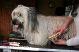 SKYE TERRIER - BROSSAGE 090